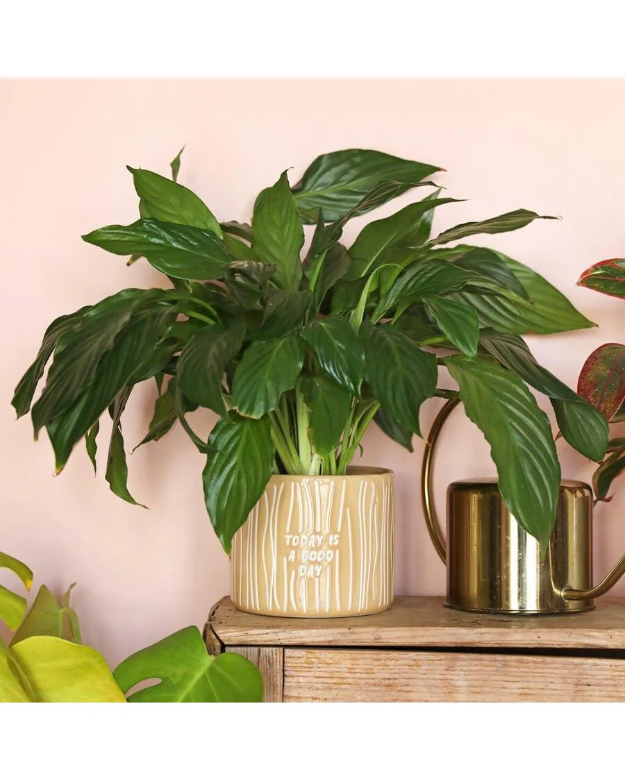 A Good Day Planter - Image 3