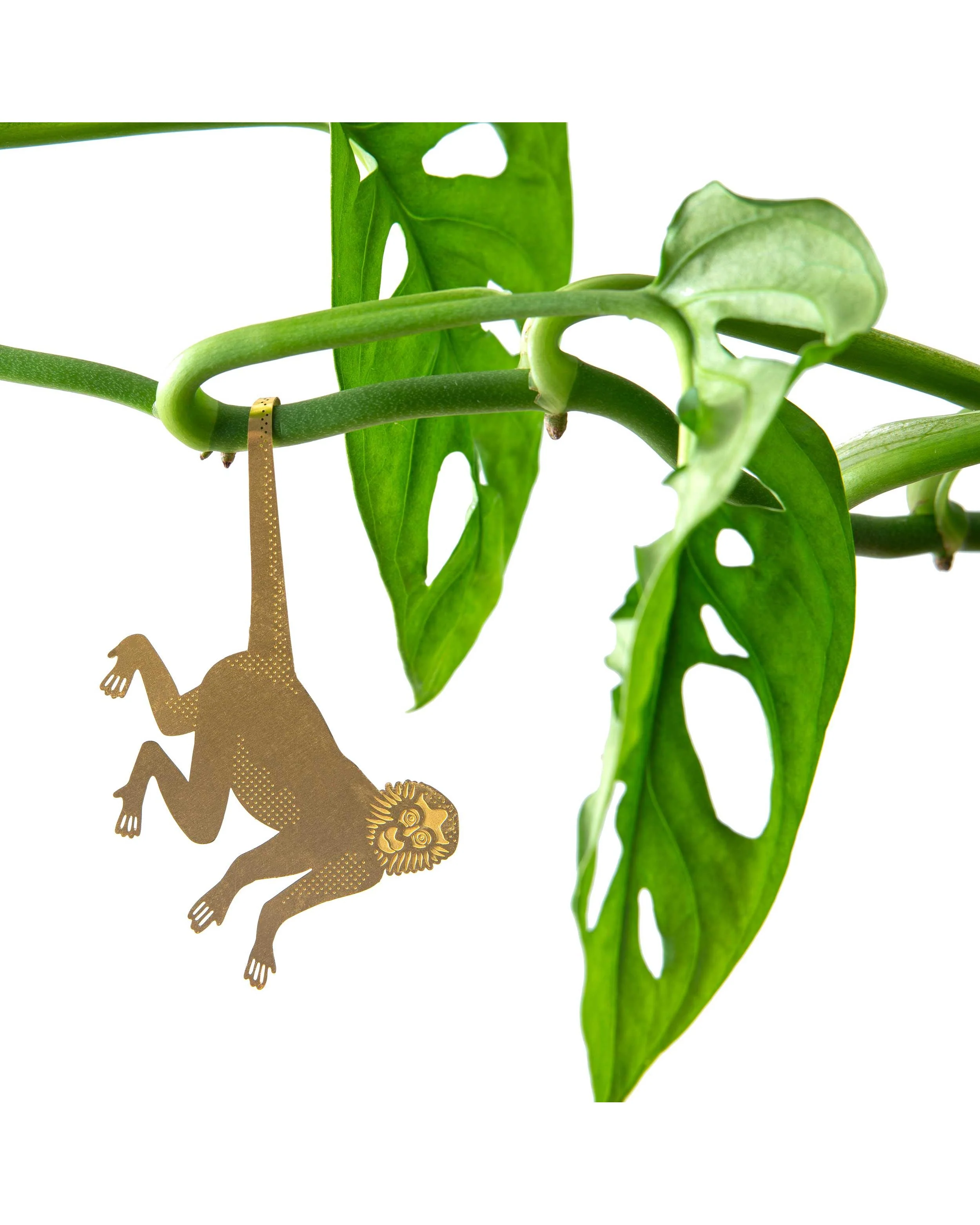 Plant Animal - Spider Monkey - Image 4