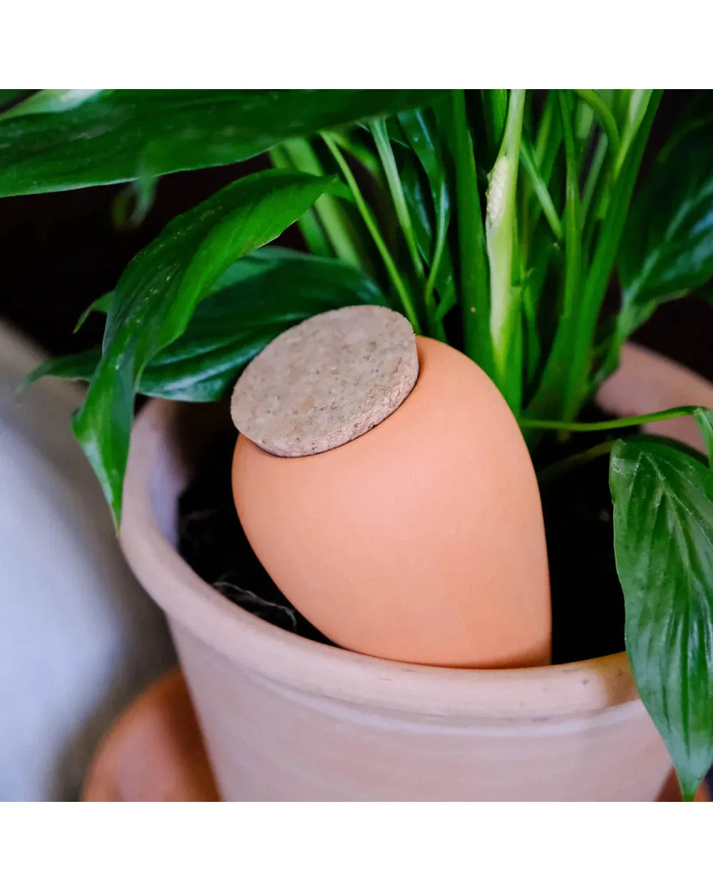 Terracotta Olla Watering System - Image 2
